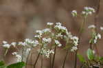 Early saxifrage